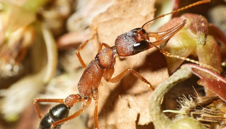 A reddish brown ant crawls over vegetation in a close-up shot.