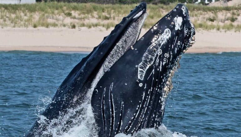 A humpback whale lifts its head out of water near a shore.