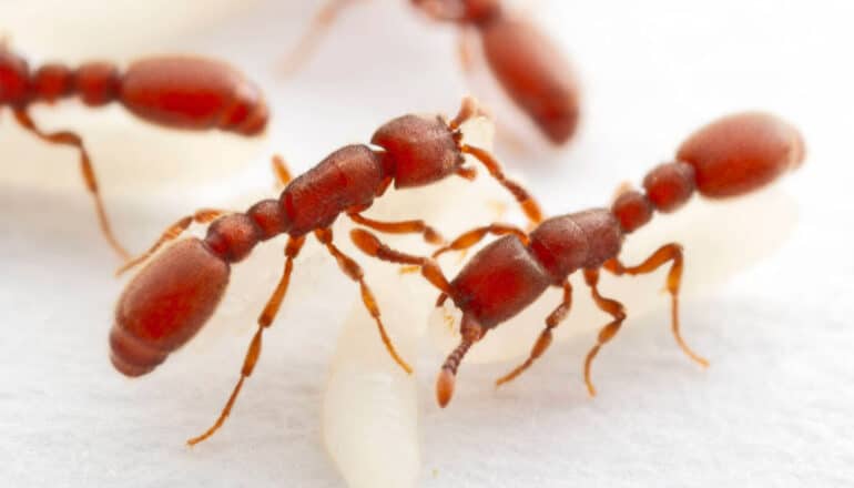 Reddish ants stand over their white larvae on a white surface.