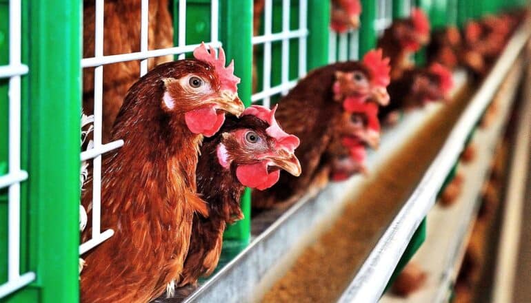 Chickens poke their heads out of green cages lined up in a row.