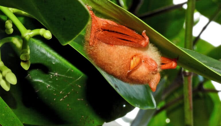 A small orange bat hangs onto the bottom of a leaf.