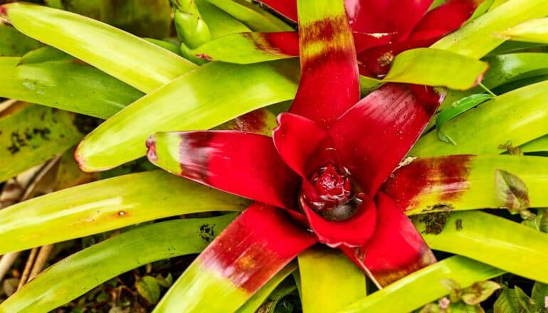 A red tropical flower surrounded by green leaves.
