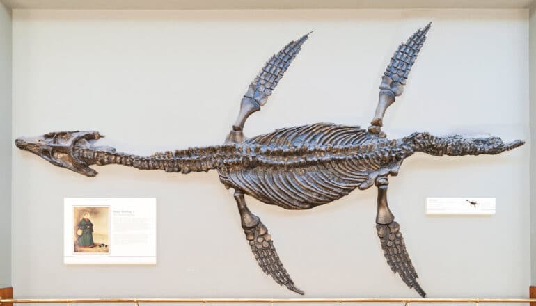 A fossilized skeleton of a pliosaur, a marine creature from the early Jurassic period, shows its long neck and four flipper like appendages.