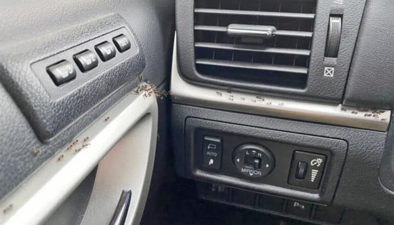 Ants crawl on the dashboard of a car.