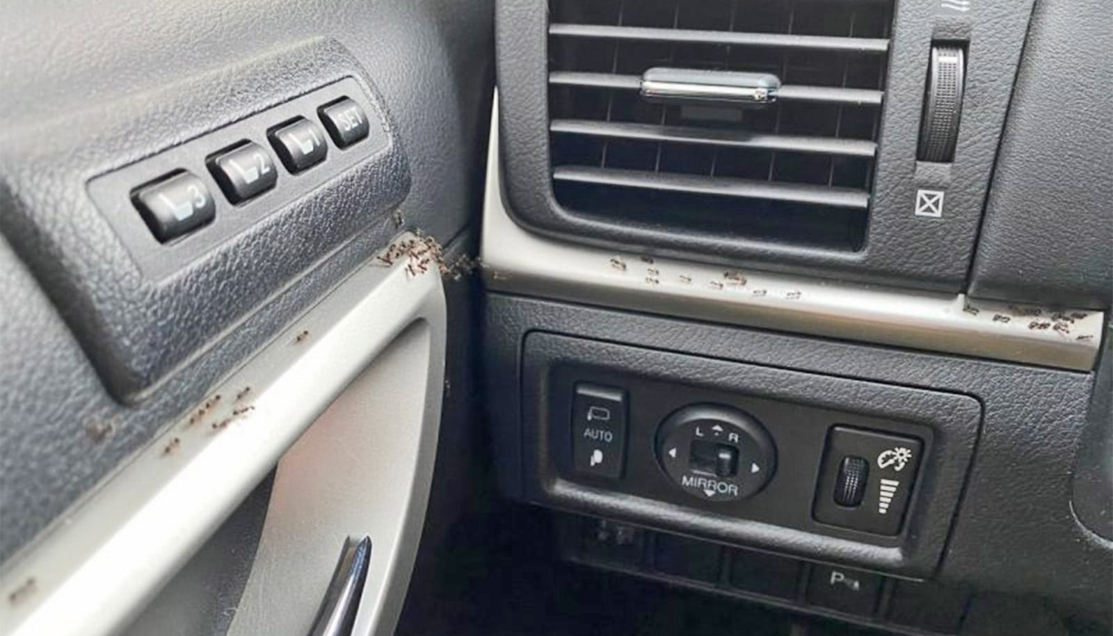 Read more about the article Invasive ants can hitchhike on your car