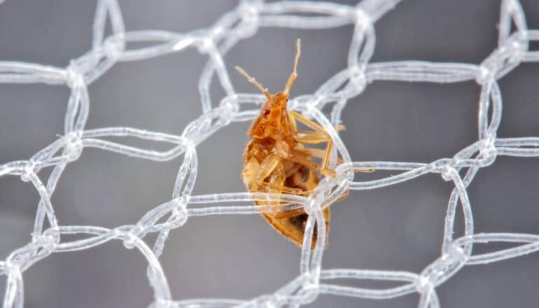 A bed bug crawls through white netting.