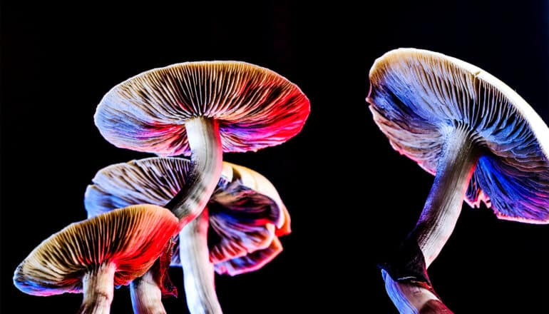 Psychedelic mushrooms stand in front of a black background.