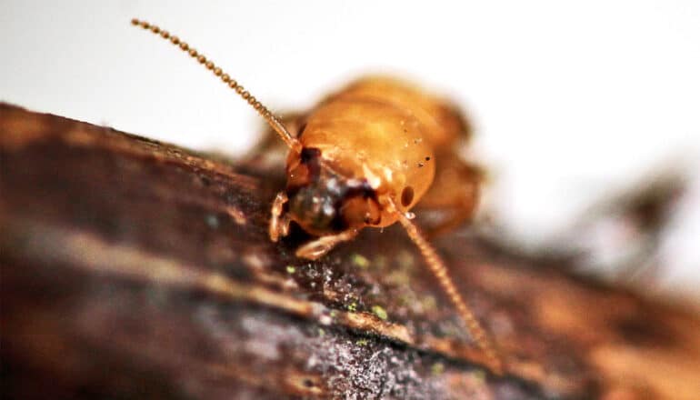 A close-up shot of a termite walking over a piece of wood.