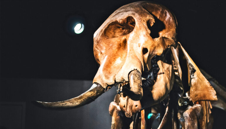 A woolly mammoth skeleton in a museum.