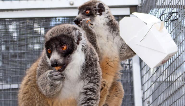 Two lemurs stand in a cage eating cantaloupe while one holds a cardboard food container.