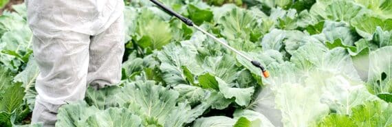 A person in a protective suit sprays pesticide on green cabbage in a field.