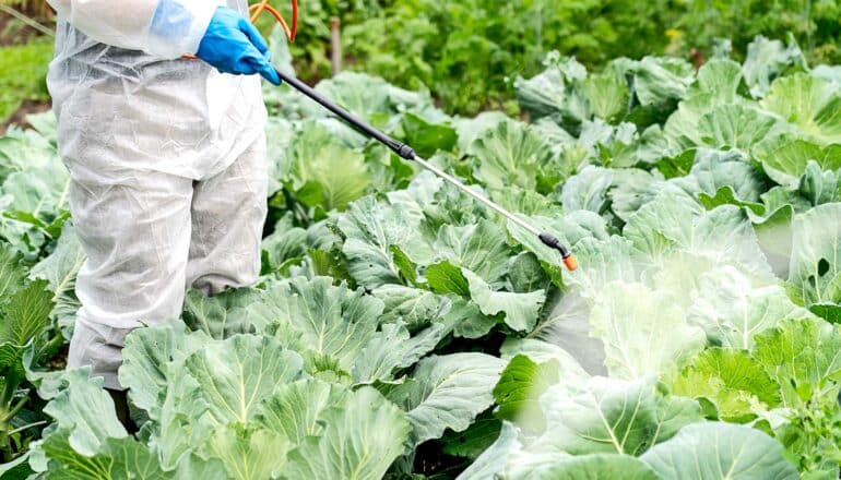 A person in a protective suit sprays pesticide on green cabbage in a field.