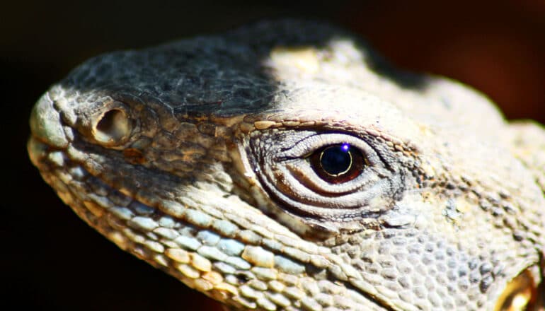 A close up shot of a chuckwalla (a type of desert-dwelling iguana) shows its face half covered in shadow and one eye looking at the camera.