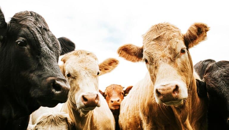 A group of cows look down at the camera with white sky behind them.