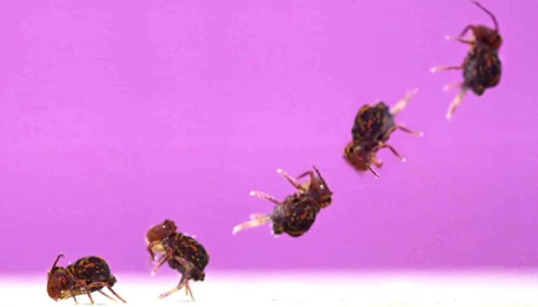 The small brown insect is shown in several stages of a backflip against a pink background.