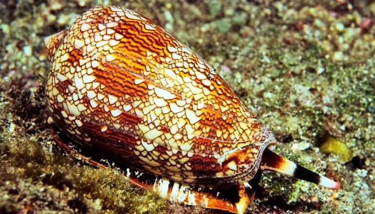 A cone snail on the ocean floor has an orange, brown, and white shell with a complex pattern on it.