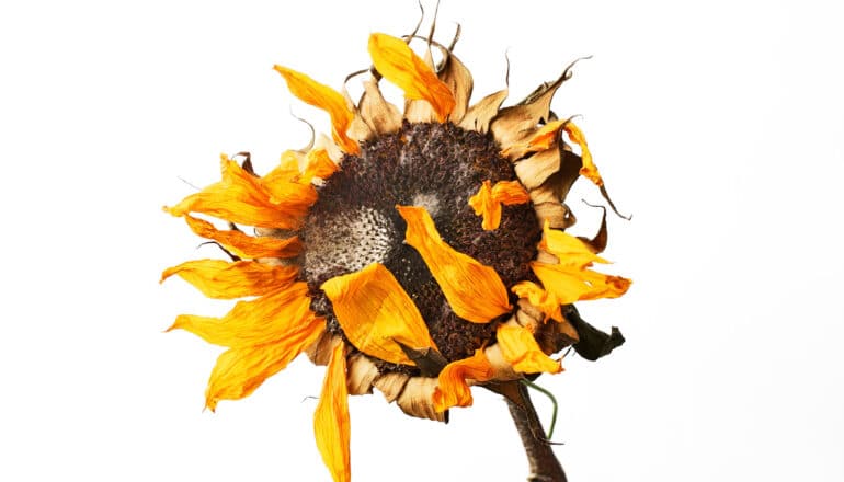 A sunflower wilts and loses its yellow petals against a white background.