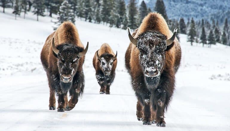 Three bison walk across a snowy field in Yellowstone.