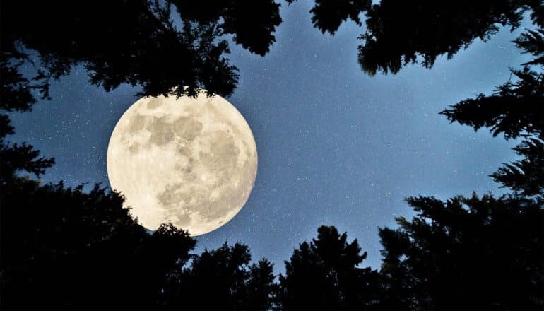 A full moon seen from below through some trees.