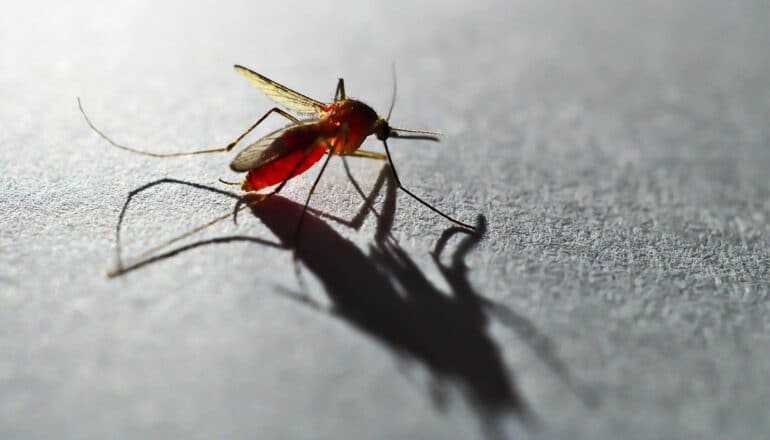 A mosquito filled with blood casts a long shadow.