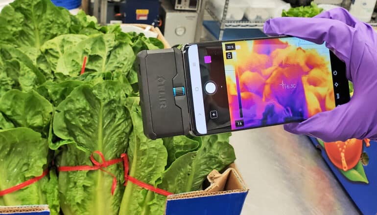 A researcher wearing a purple glove holds a smartphone with thermal imaging capabilities up to a box of green lettuce.