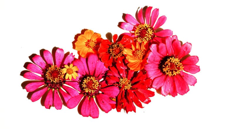 A group of pink, red, and orange flowers arranged on a white background.