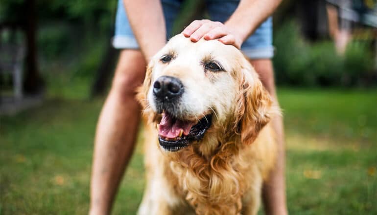 A man pets his aging golden retriever while they stand outside.