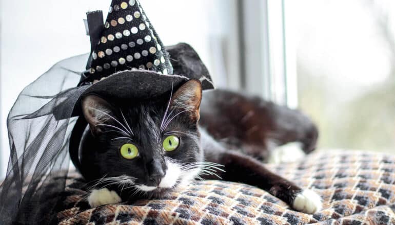 A black cat wears a small witch's hat while laying on a blanket next to a window.