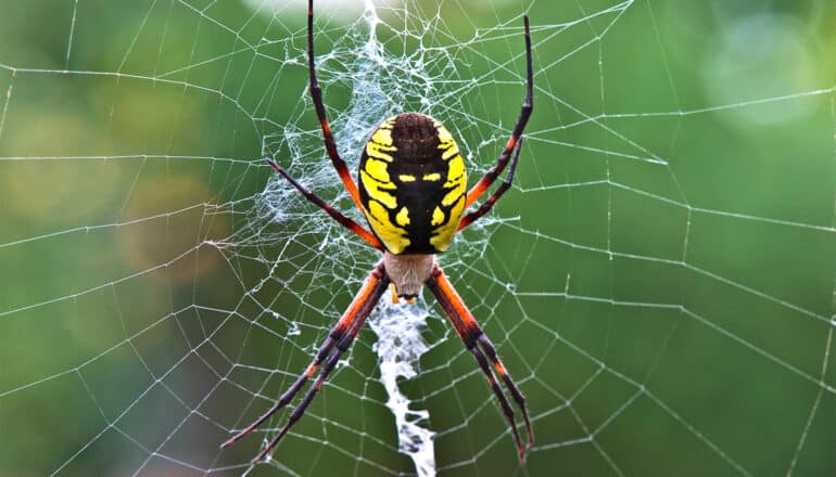 A black and yellow Yellow Garden Spider sits in the middle of its web, which has a dense center of webbing and then thin strands around it.