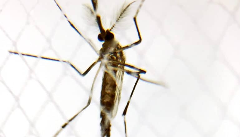 A male mosquito clings to a mosquito net.