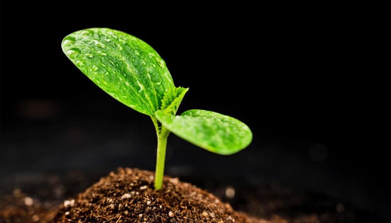 A zucchini sprout grows in a mound of dirt against a black background.