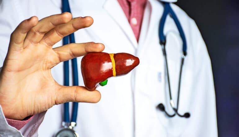 A doctor in a white coat holds up a small plastic model of a human liver.