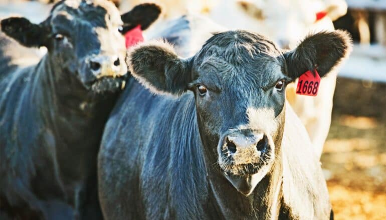 Two black cows in a pen.