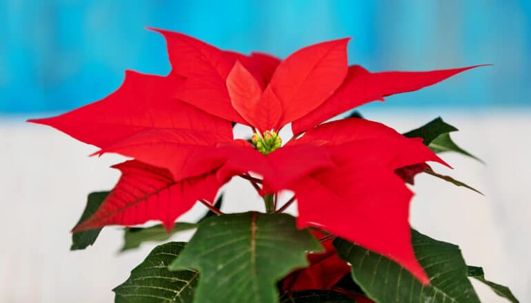 A red poinsettia sits in front of a white and blue wall.