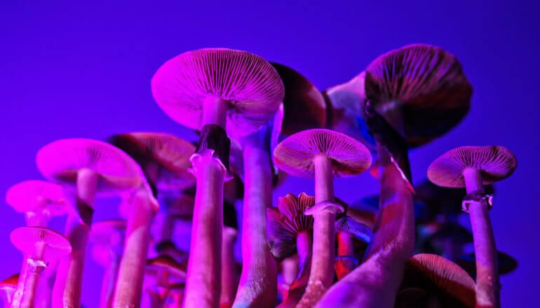 Psychedelic mushrooms grow together under a dark purple light.