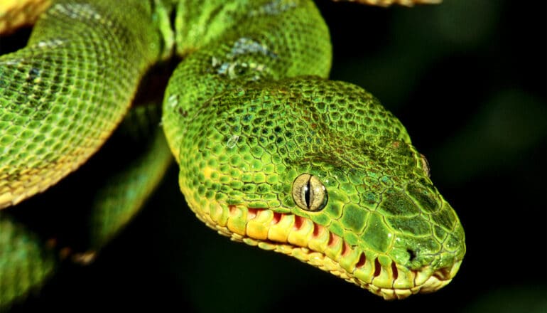 A green snake looks down from a branch it is coiled around.