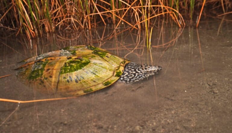 A turtle swims through shallow water next to some plants.