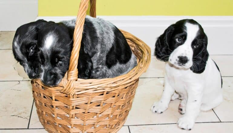 A black and white puppy looks off to one side, averting its gaze from a basket holding two other puppies.