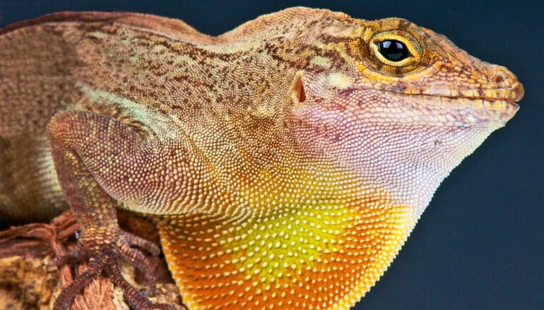 A Crested anole (Anolis cristatellus) opens the large orange and yellow flap on its neck.