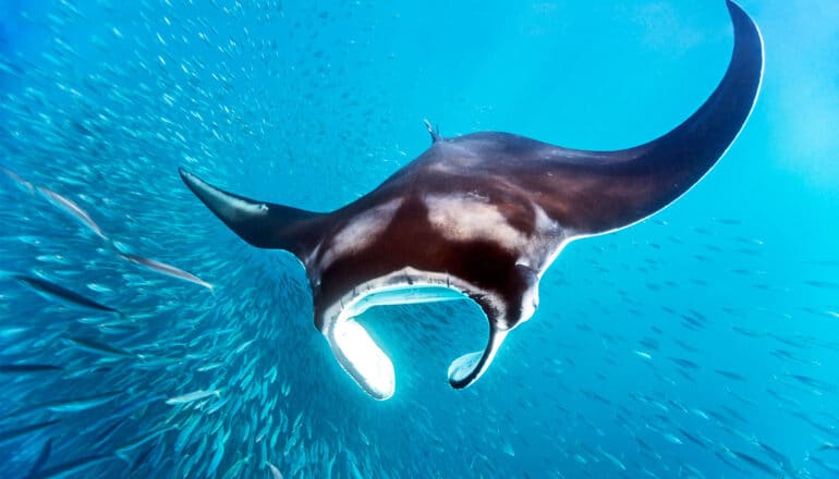 A manta ray swims through deep blue water while surrounded by small fish.