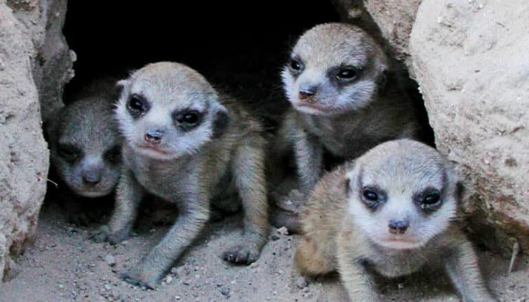 Four small meerkat pups poke their heads out of a hole between two large rocks.