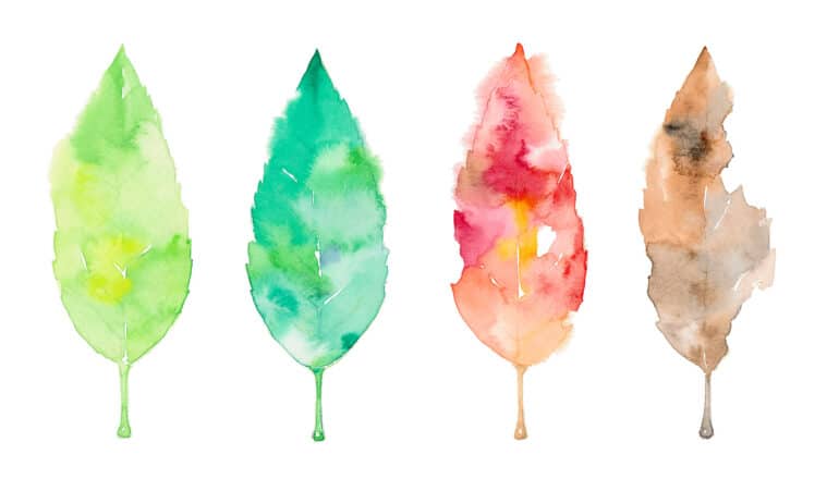 Four watercolor leaves on a white background show changing leaf colors over the four seasons, from green to brown.