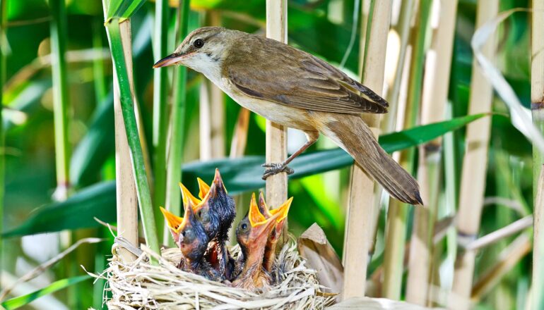 A bird sits on a branch above five chicks in a nest with their mouths wide open.