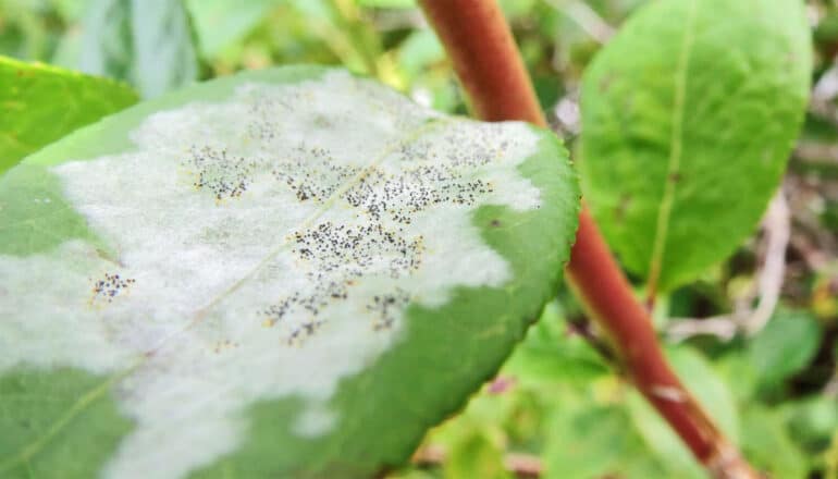 White and black-speckled powdery mildew covers a green blueberry leaf.