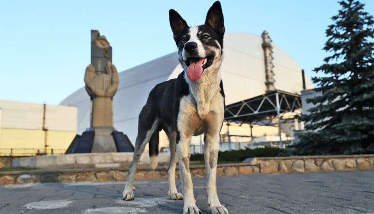 A black and white dog pants while standing in front of a large building in the background.