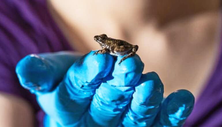 A cricket frog sits on two blue gloved fingers.