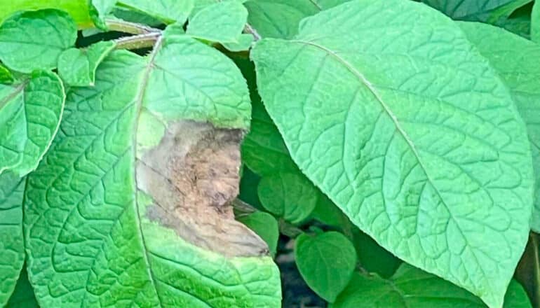 One green leaf among many has a brown, rotten patch on it.