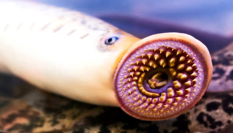 A lamprey in a tank of water puts its toothy mouth on the glass.