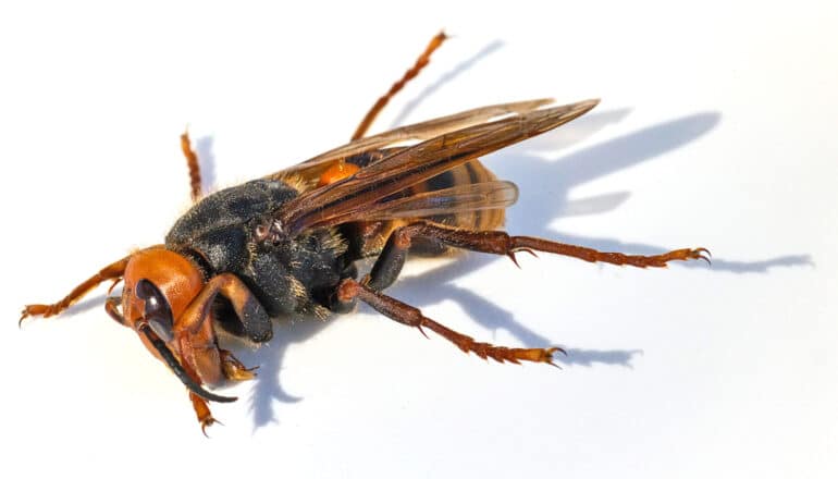 A dead orange and black murder hornet on a white surface.