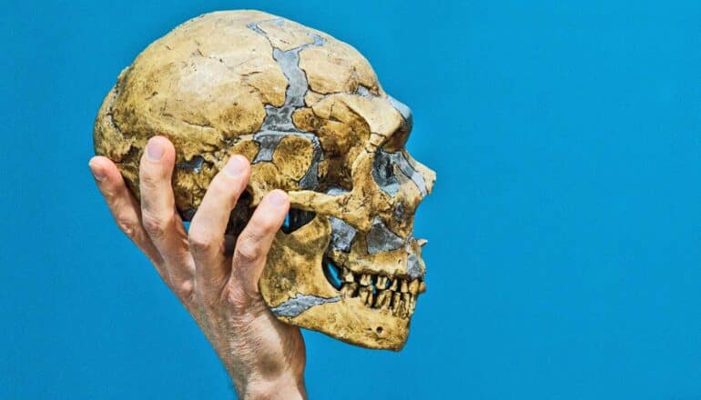 Paabo holds a model of a Neanderthal skull in his hand in front of a blue background.